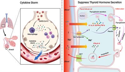 Criminal of Adverse Pregnant Outcomes: A Perspective From Thyroid Hormone Disturbance Caused by SARS-CoV-2